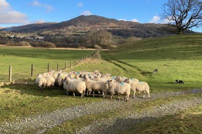 Lake District Sheep