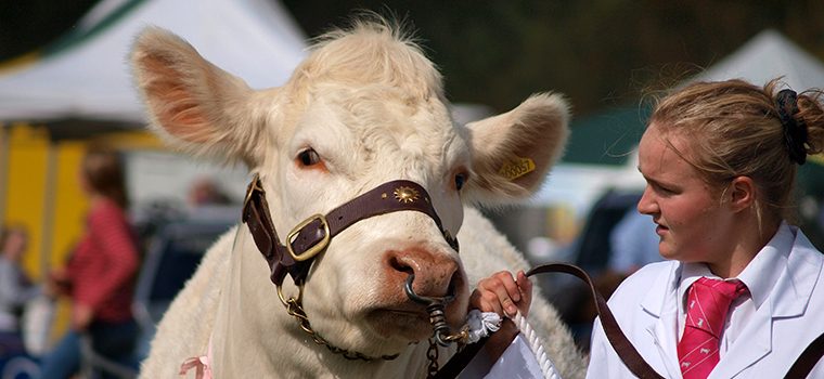 Farmer leading a cow at Dalston Show